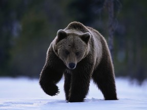 Brown Bear