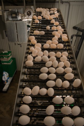 eggs on a conveyor at an egg production facility
