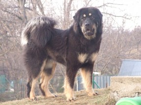 Picture of a Tebetan Masiff