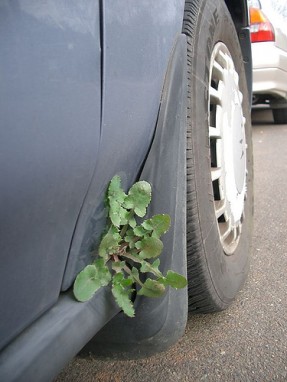 Photo of weeds in a car door.