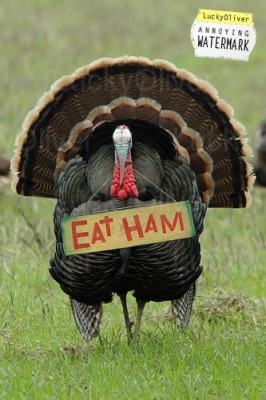 Turkey for Thanksgiving 2010