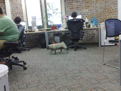 office dog