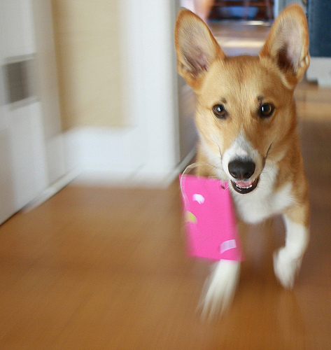 gift card dog