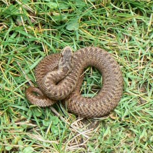 Snake in the grass