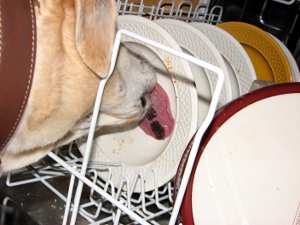 A dog licking plates clean that are inside an open dishwasher.