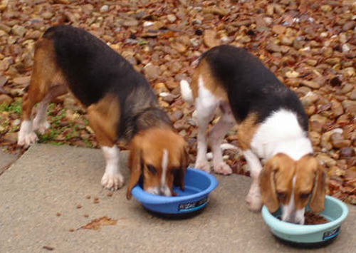 Eat up, boys.