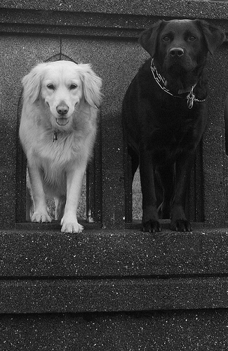 Black and white