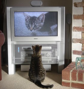 A cat watching television