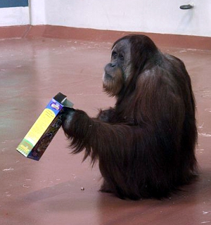 Sumatran Orangutan (Pongo abelii), eating peanuts from a cereal box. Philadelphia Zoo, Philadelphia, Pennsylvania.