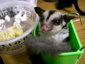 reducing_stress A relaxed sugar glider possum sits in a small plastic tray.