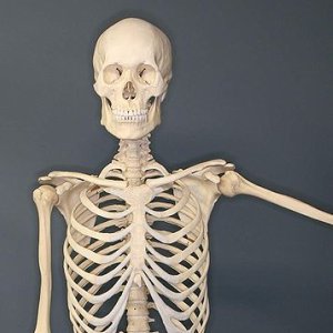 Bones Human skeleton
