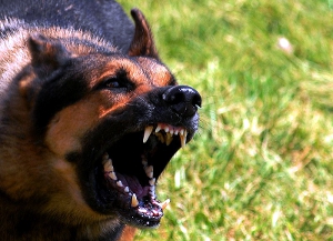 dog_bite_claims Close-up of an angry German shepherd dog.