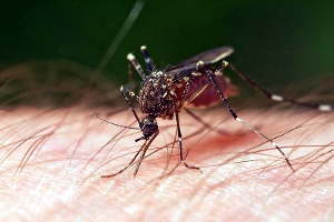 how_to_make_cheap_mosquito_repellent lose-up of a common mosquito on human skin.
