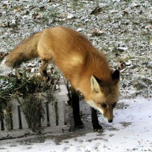 Fox A fox