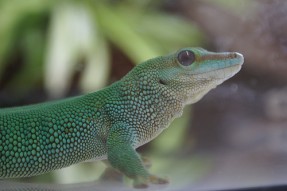 Gecko