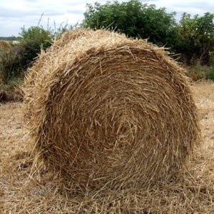 Hay stack