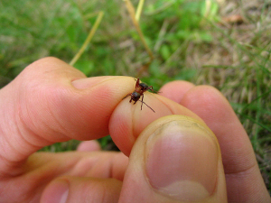 ant_control An ant viewed on a person's fingertip.