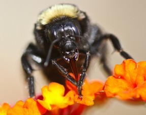 Bee