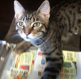Coupon cat Coupon cat