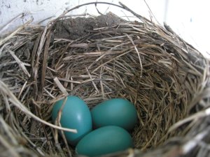 Nest eggs