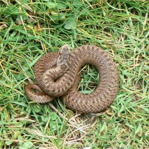 Snake in the grass