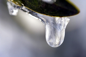 A frozen water droplet dangles from a tree branch.