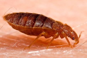 Close-up of an adult bed bug on human skin.