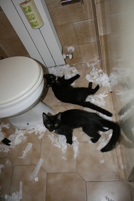 cats and toilet paper