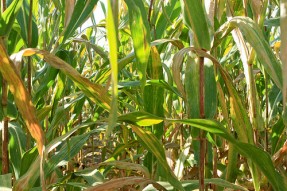 cornfield cornfield