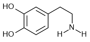 The molecular model for dopamine.
