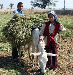 Egyptian child farmers at work harvesting their crop.