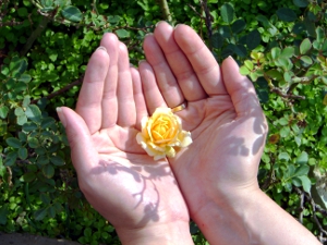 giving_to_charity A small flower bud held in cupped hands.