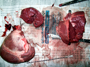 Heart dissection from school. Avoid staring at it for too long if you are weak stomached. (Note: It's sheep, not human.)