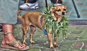 Pot dog Pot dog