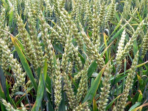 Close-up on a field of wheat.