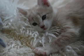 sheepskin