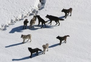 Wolves Wolves