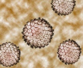 Cervical cancer cells