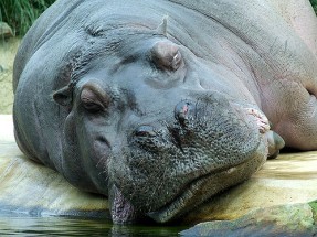 Hippo