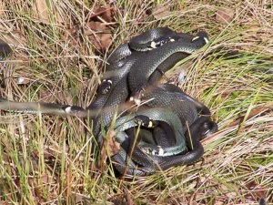 Snakes