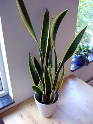 A snake plant (aka Mother-in-Law's tongue) is a houseplant that is great to have if you want better indoor air quality.