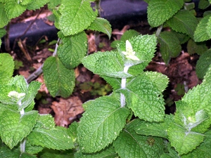 A peppermint plant growing in soil.