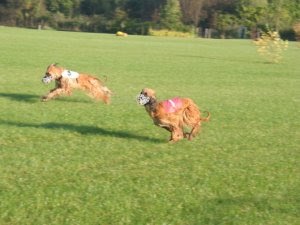 Hounds