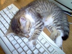 Keyboard cat