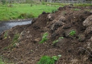 Manure