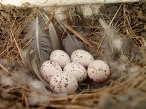 Nest eggs