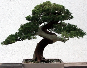 Prostrate Juniper {juniperus horizontalis} Training Date 1969