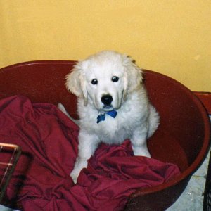 There is such a thing as pet food stamps, believe it or not. Image from Wikimedia Commons.