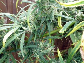 weed